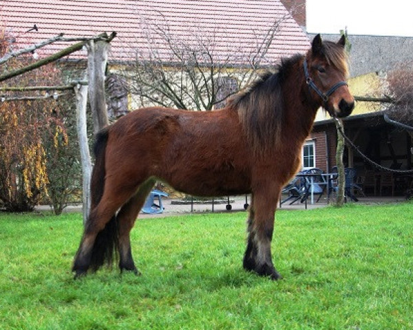 Zuchtstute Náttdis vom Laekurhof (Islandpferd, 2017)