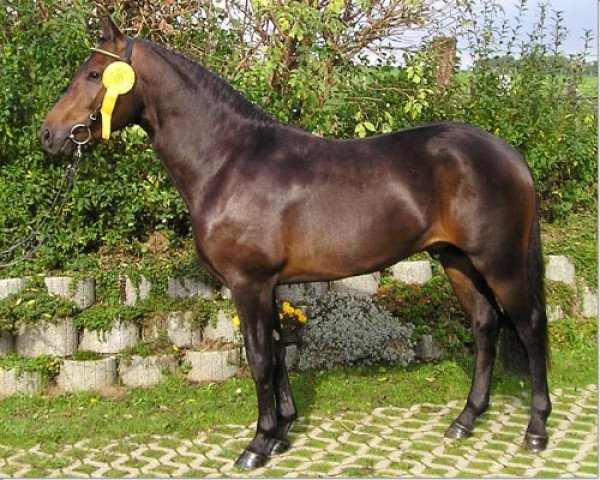 stallion Donatello DJ (New Forest Pony, 2006, from Luciano)