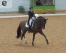 dressage horse Springsteen 11 (Oldenburg, 2012, from Sir Donnerhall I)