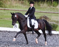 stallion De Hofstede's Cormando (New Forest Pony, 1999, from Kantje's Armando)