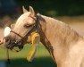 broodmare Beschenhof Beverly (Welsh-Pony (Section B), 1998, from Beschenhof Matador)