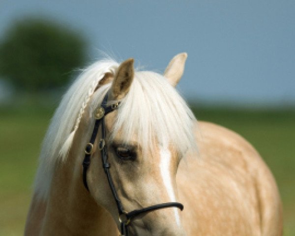 broodmare Beschenhof Beauty (Welsh-Pony (Section B), 2011, from Wibi van Solwerd)