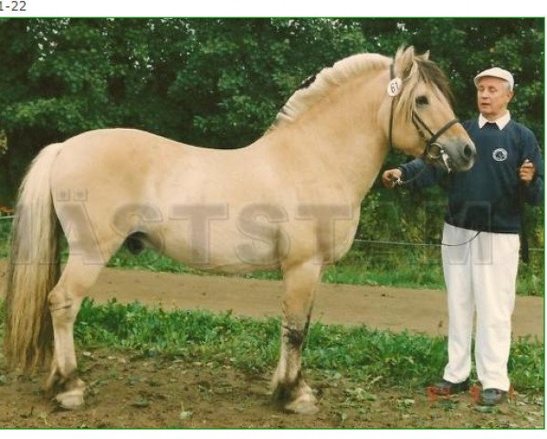 stallion Parant 138 SWE (Fjord Horse, 1981, from Bjørgar N.1706)