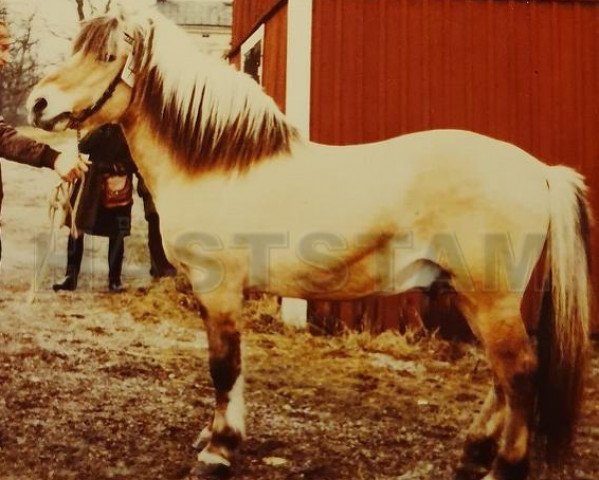 stallion Frank FJH 311 (Fjord Horse, 1952, from Øyvind D.201)