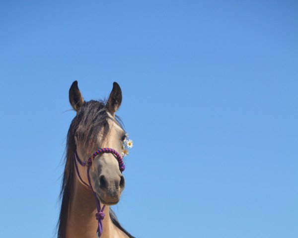 Zuchtstute Goldie Hawn AS (Deutsches Reitpony, 2016, von PrH Riverdance)