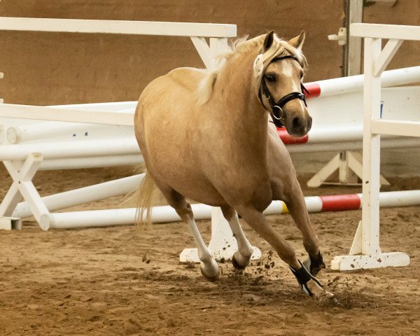 Zuchtstute Beschenhof Bella Vita (Welsh Pony (Sek.B),  , von Bekveld's Dave)