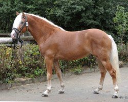 dressage horse Nasdaq (3,91% ox) (Edelbluthaflinger, 2011, from Nevioson (4,69% ox))