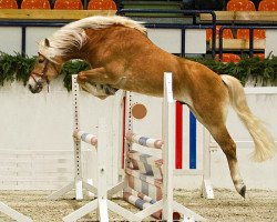 dressage horse Santus (7,42% ox) (Edelbluthaflinger, 2009, from Santana (8,59% ox))