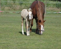 broodmare Romana (Hanoverian, 2000, from Rotspon)