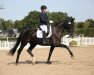 dressage horse Qlitschko 3 (German Sport Horse, 2014, from Quadroneur)