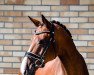 dressage horse Bennington Glow (German Sport Horse, 2017, from Callaho's Benicio)