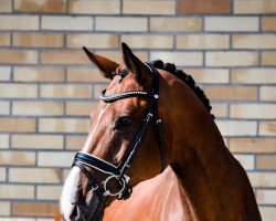 dressage horse Bennington Glow (German Sport Horse, 2017, from Callaho's Benicio)