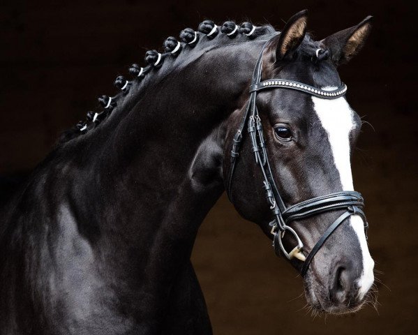 stallion Mr. Joe Black (Oldenburg, 2017, from DSP Marc Cain)