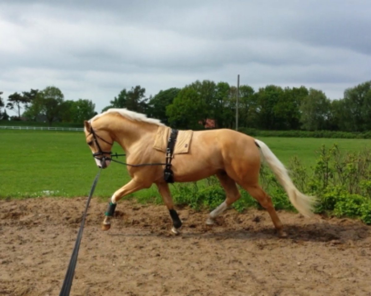 dressage horse Mc Flurry Daim (Little German Riding Horse, 2010, from Eiluns Monopoly)