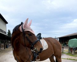 dressage horse De Facto (Trakehner, 2014, from Guardian 16)