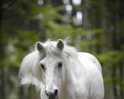 horse Bylur (Iceland Horse, 1989, from Hrafn-Krabbi von Sporz)