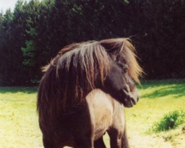 stallion Hrafn-Krabbi von Sporz (Iceland Horse, 1980, from Stígandi frá Kolkuósi)
