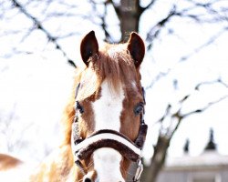 horse Baloo 4 (Welsh-Cob (Sek. C), 2004, from Crimon Brenin)