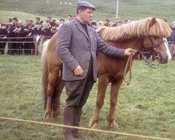 Deckhengst Blesi frá Skáney (Islandpferd, 1958, von Roði frá Ytra-Skörðugili)