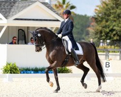 dressage horse Sir Lommel (Hanoverian, 2007, from Sir Donnerhall I)