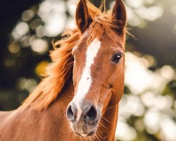 Zuchtstute Dixie (Deutsches Reitpony, 1997, von Sunrise Ramon)