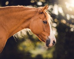 dressage horse Daisy (German Riding Pony, 2006, from Dirty Dancer)