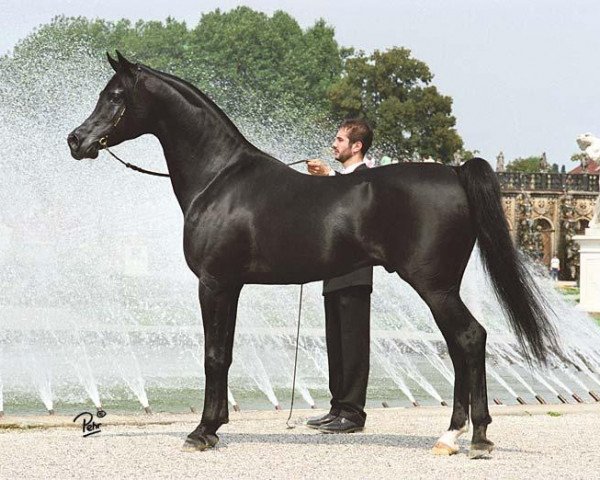 stallion Simeon Sadik 1989 EAO (Arabian thoroughbred, 1989, from Asfour 1984 EAO)