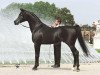 stallion Simeon Sadik 1989 EAO (Arabian thoroughbred, 1989, from Asfour 1984 EAO)
