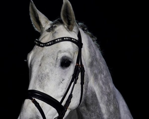 dressage horse San Raphael 3 (Oldenburg, 2015, from San Riant)