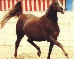 broodmare 27-Ibn Galal V ox (Arabian thoroughbred, 1973, from Ibn Galal 1966 EAO)