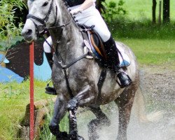 Springpferd Garinjo H genannt Kiddiwutz (Trakehner, 2008, von Insterburg TSF)