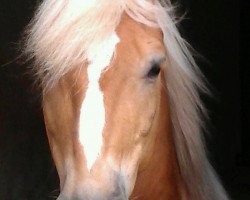 dressage horse Noble Forrest Gump B (Haflinger, 1995, from Nigano (9,375% ox))