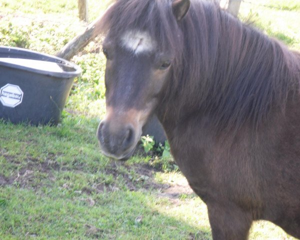 Pferd Zottel (Shetland Pony (unter 87 cm), 1993, von Pietje van de Witweg)