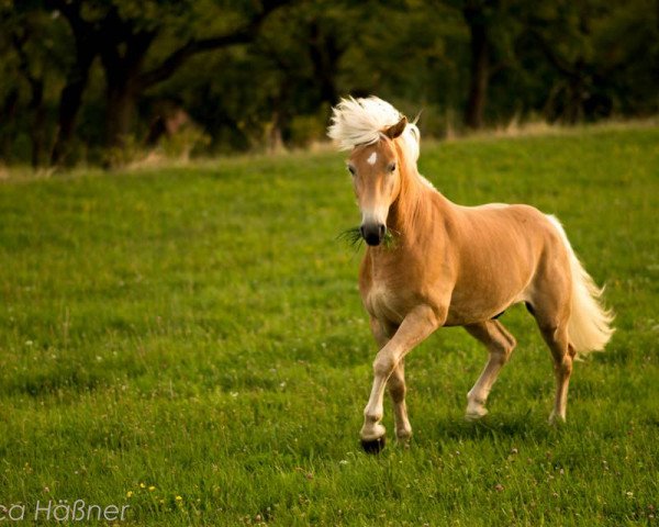 Pferd Standiego BE (Haflinger, 2010, von Staniero BE)