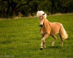 horse Standiego BE (Haflinger, 2010, from Staniero BE)