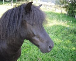 dressage horse Silbersee's Onno (Shetland Pony, 2001, from Orpheus)