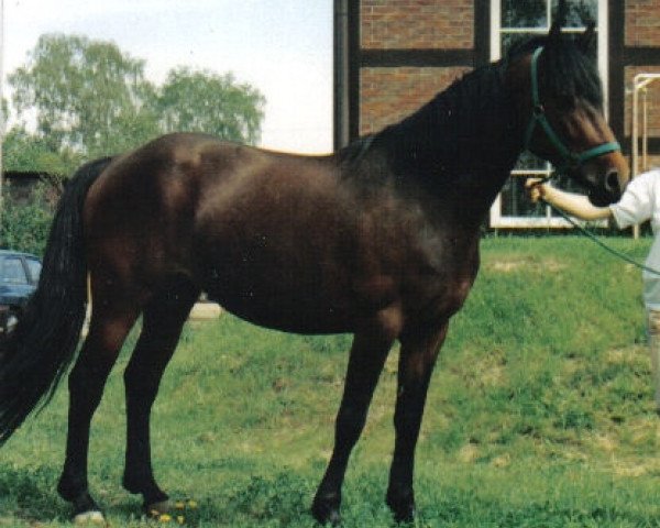 broodmare Crystal Florence (Connemara Pony, 1992, from Caraway)