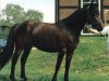 broodmare Crystal Florence (Connemara Pony, 1992, from Caraway)