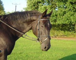 Pferd Melina (Hannoveraner, 1991, von Max M.)