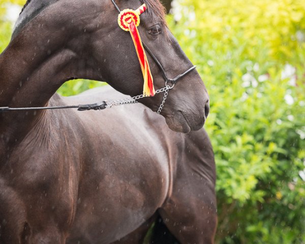 stallion Quebranto LXIV (Pura Raza Espanola (PRE), 2008)