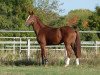 dressage horse Bootsmann 15 (Oldenburg, 2011, from Belissimo NRW)