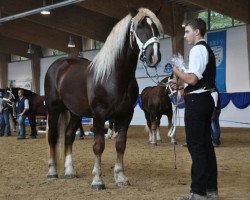 stallion Sribery (South German draft horse, 2009, from Seeg)