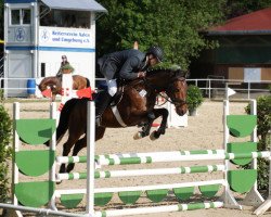 jumper Cracker Joe 2 (Holsteiner, 2008, from Castellini)