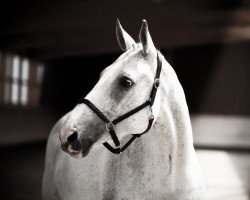 dressage horse Rapunzel (Hessian Warmblood, 1998, from Ragazzo)