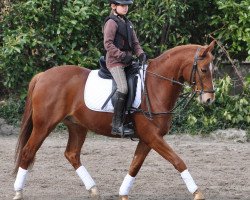 horse Seven Mountain Dobby (German Riding Pony, 2002, from Derbino)