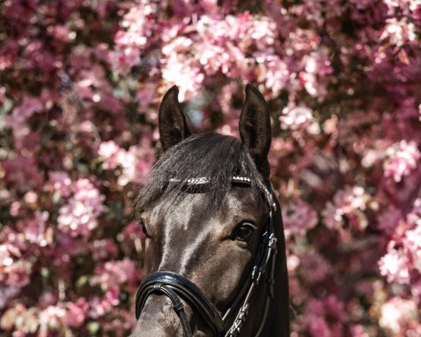 dressage horse L' Amaretto (German Sport Horse, 2017, from Le Vivaldi)