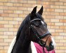 dressage horse Lovely Susi (German Sport Horse, 2017, from Le Vivaldi)