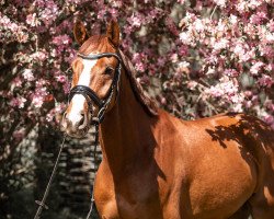 dressage horse Be Quick 3 (German Sport Horse, 2016, from Callaho's Benicio)