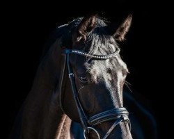 broodmare Diva Diabolo (Oldenburg, 2009, from Desperados FRH)