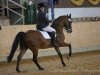 dressage horse C.E.I. Ruby Lemon (Hanoverian, 1999, from Rubinstein I)